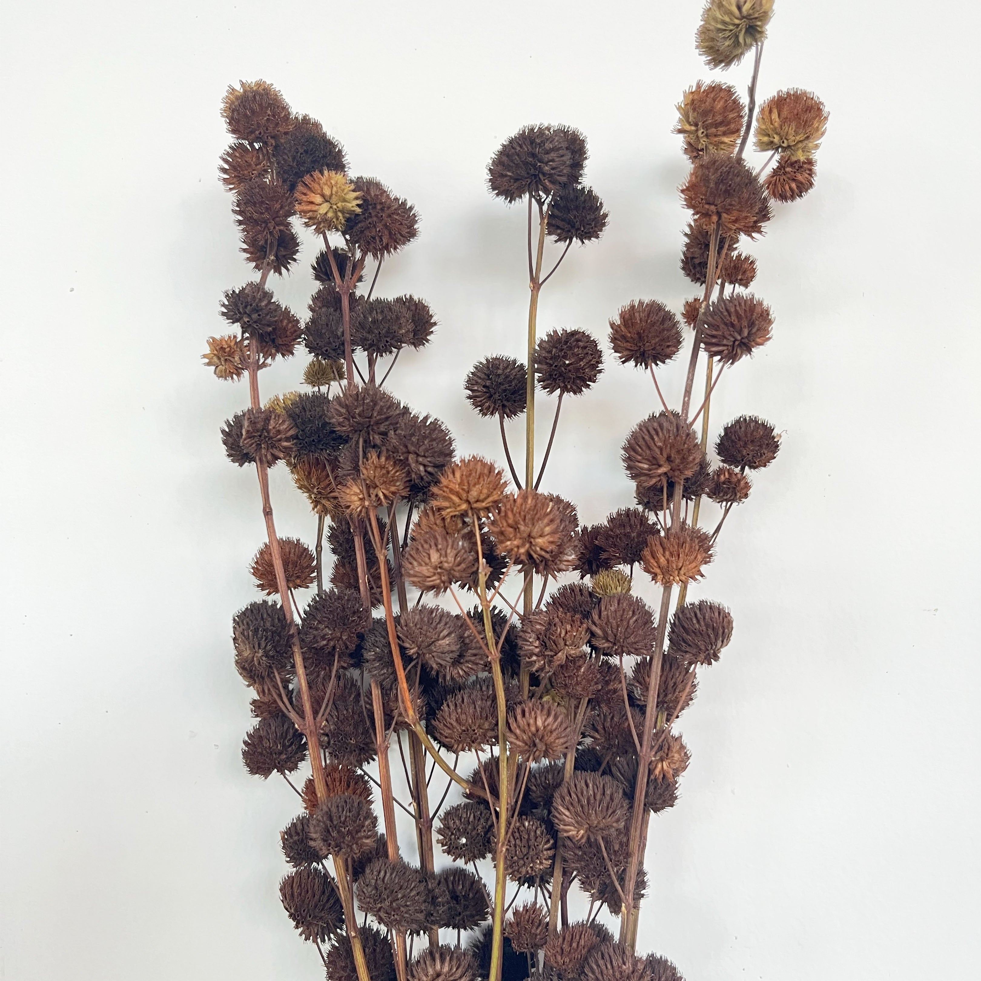 Dry Flower Pompom