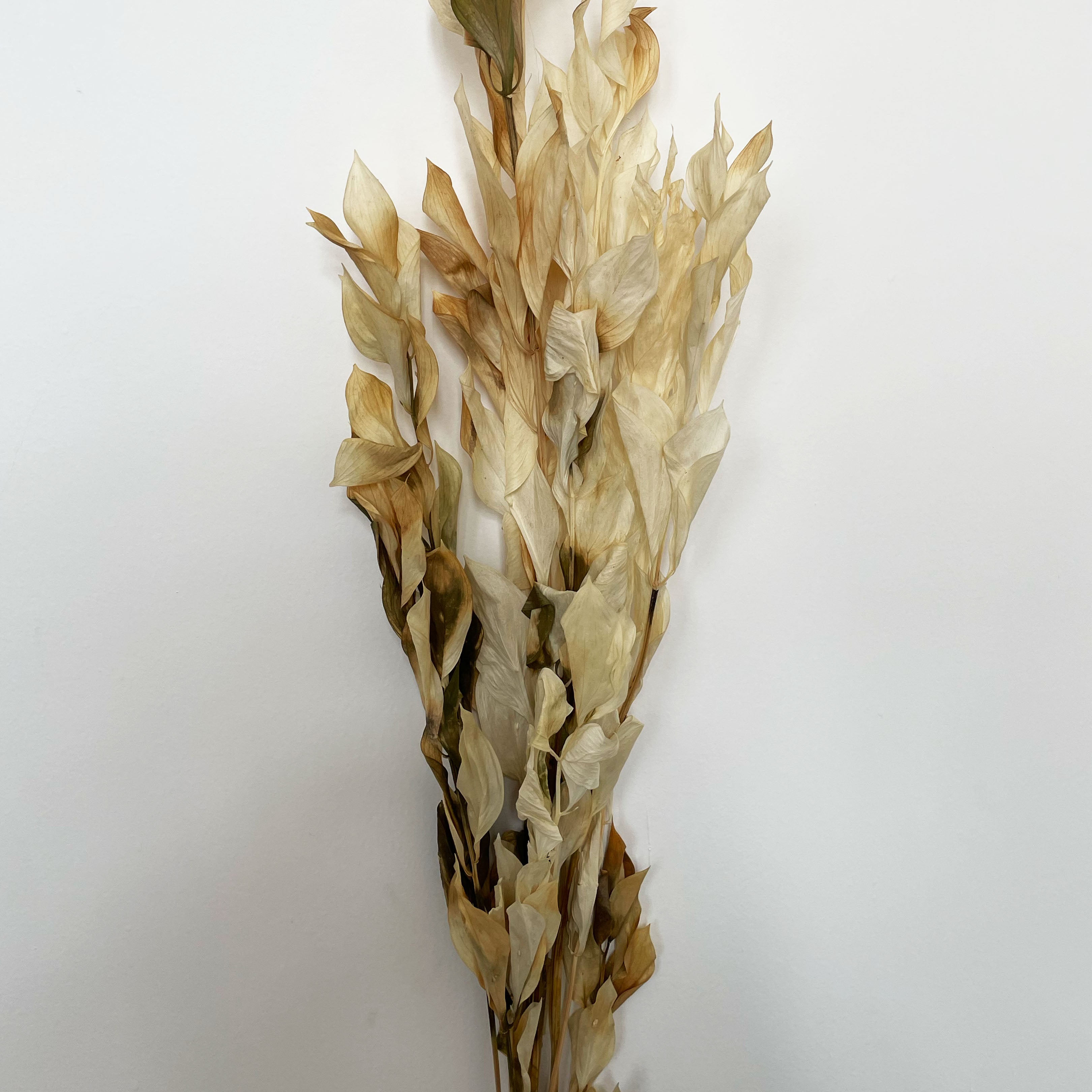 Dry Flower Ruskus