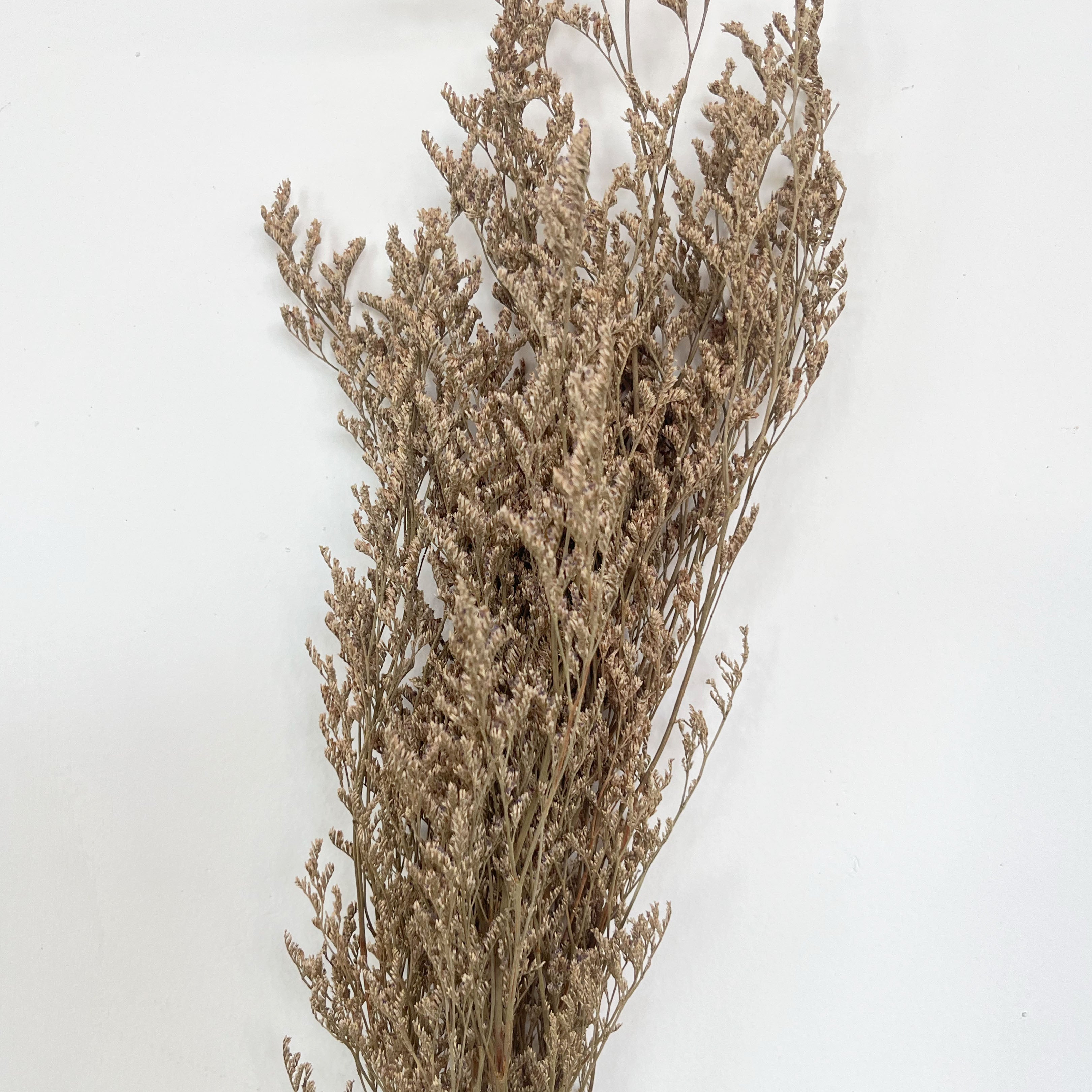 Dry Flower Caspea