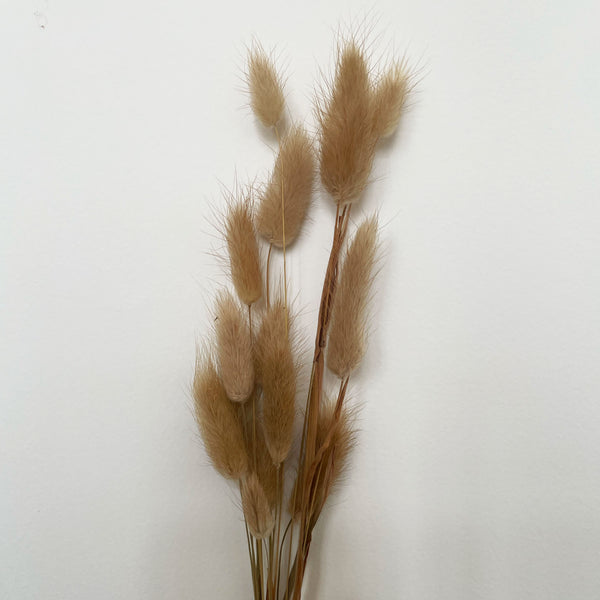 Dry Flower Lagurus